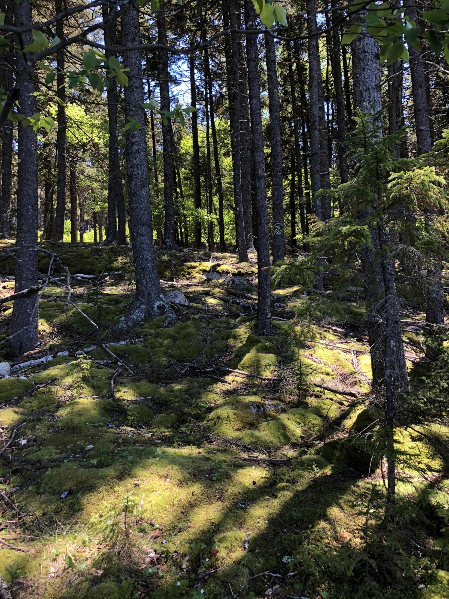 413 Minturn Road Swans Island, ME 04685 - Photo 9 of 26 GlW0vLKvQi+zqvWn5NjKIw