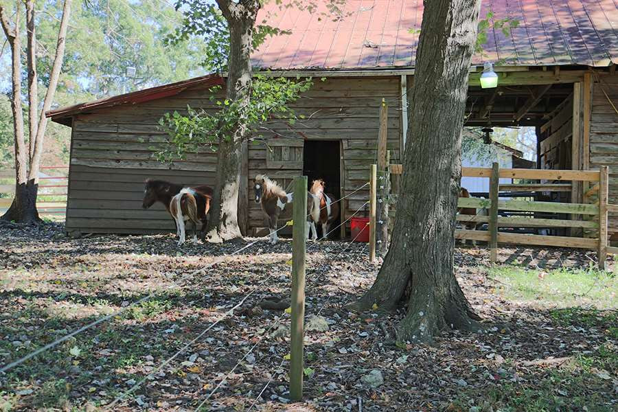 4301 Mial Plantation Road Raleigh, NC 27610 - Photo 5 of 25 Stable/Barn