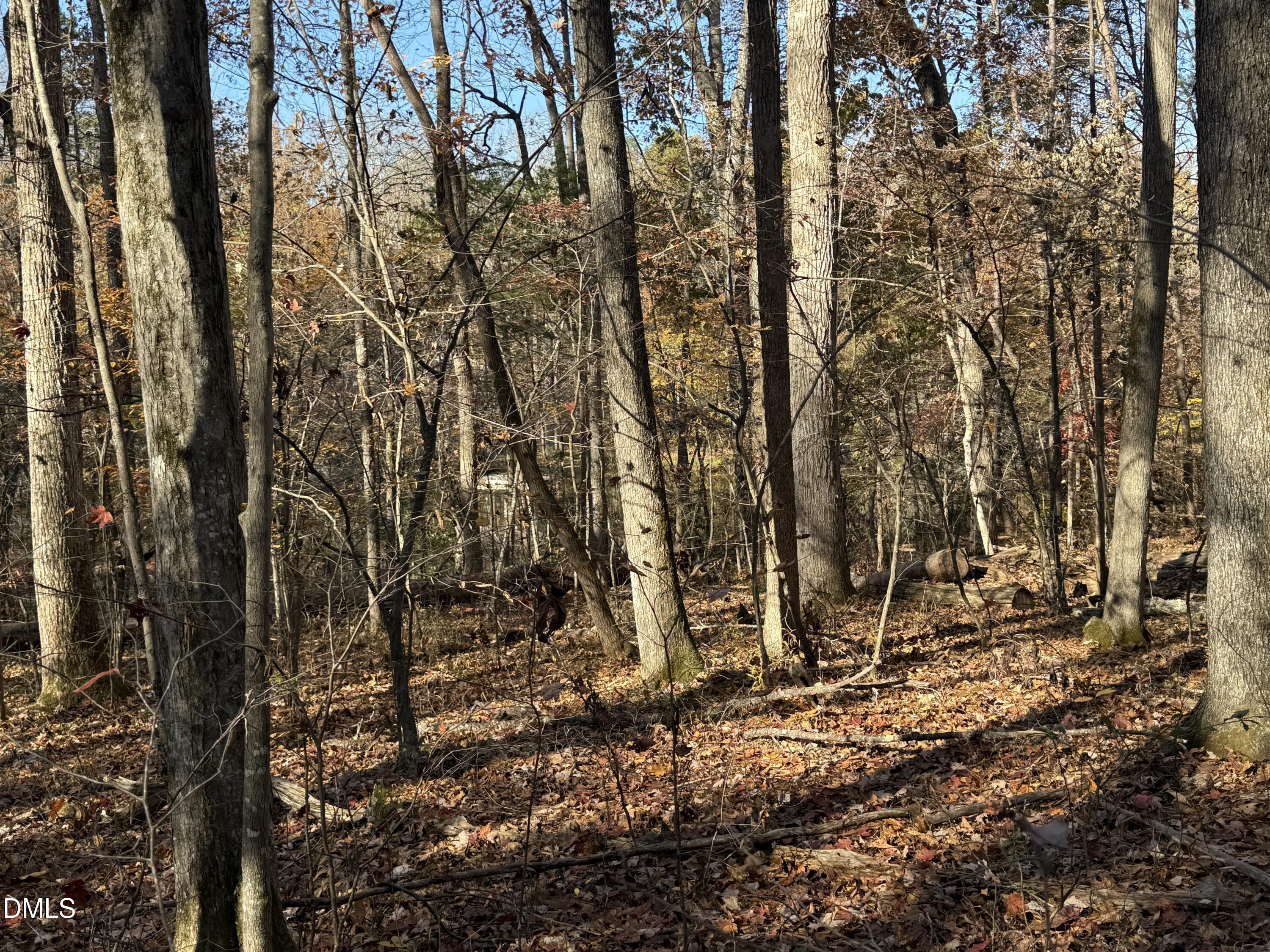 531 Pointe Mayo Drive Roxboro, NC 27574 - Photo 5 of 8 a view of a forest covered with tall trees