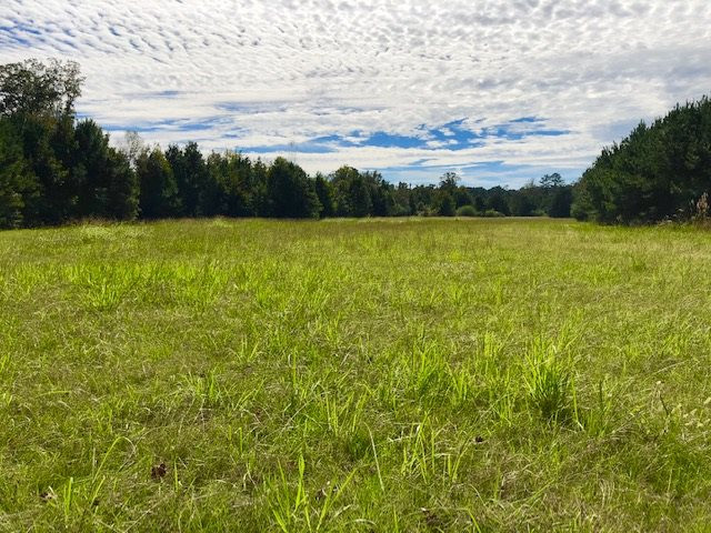 2753 Remus Road Carthage, MS 39051 - Photo 12 of 34 Photo 12
