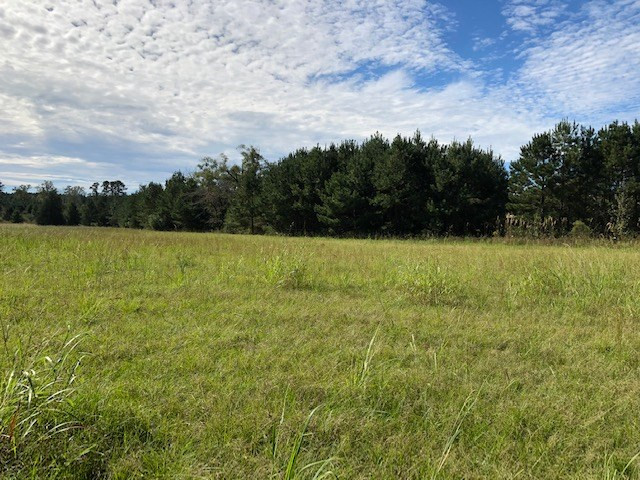 2753 Remus Road Carthage, MS 39051 - Photo 5 of 34 Photo 5
