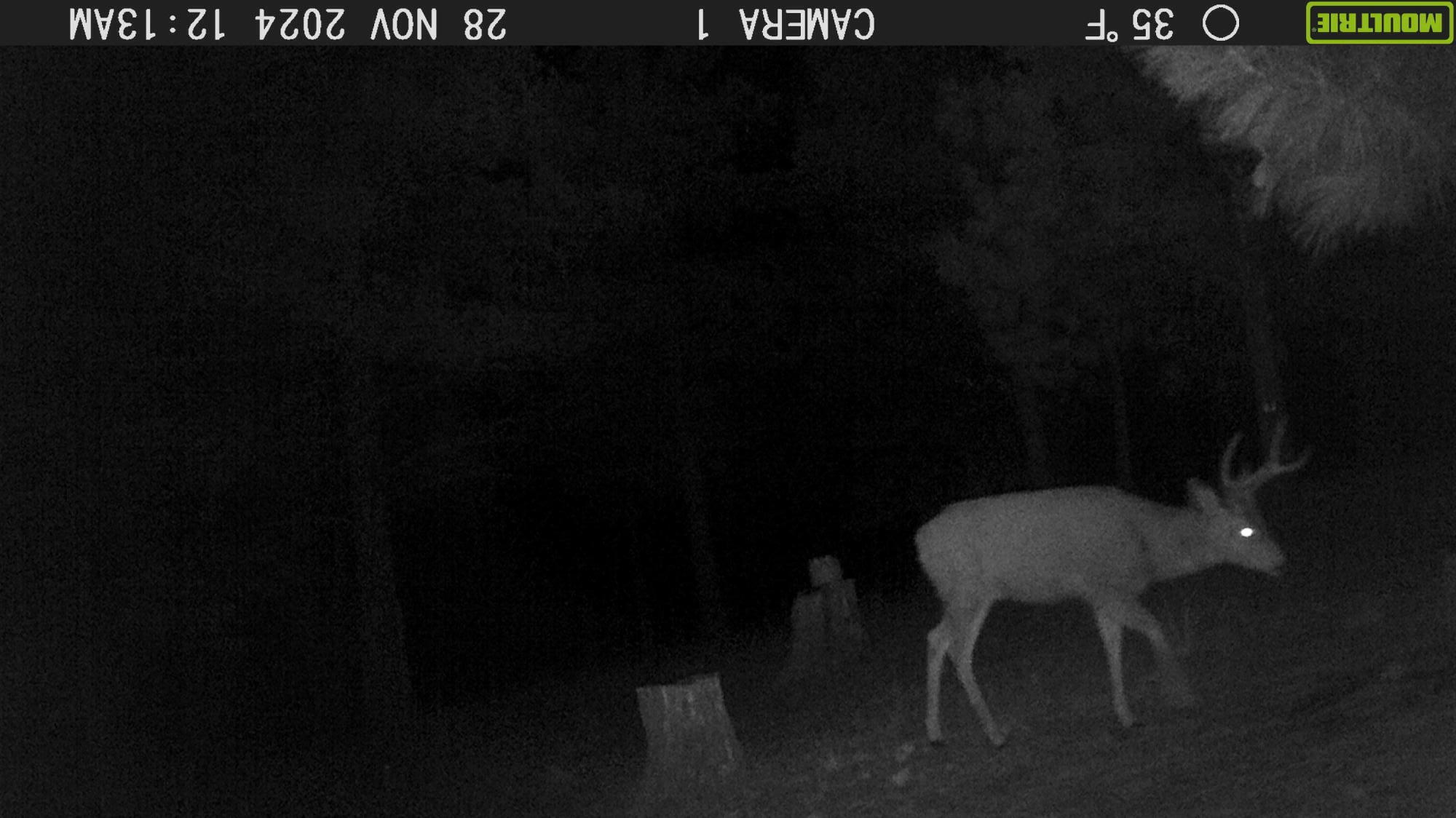 31367 Clarks Creek Road Mount Vernon, OR 97865 - Photo 6 of 54 Buck