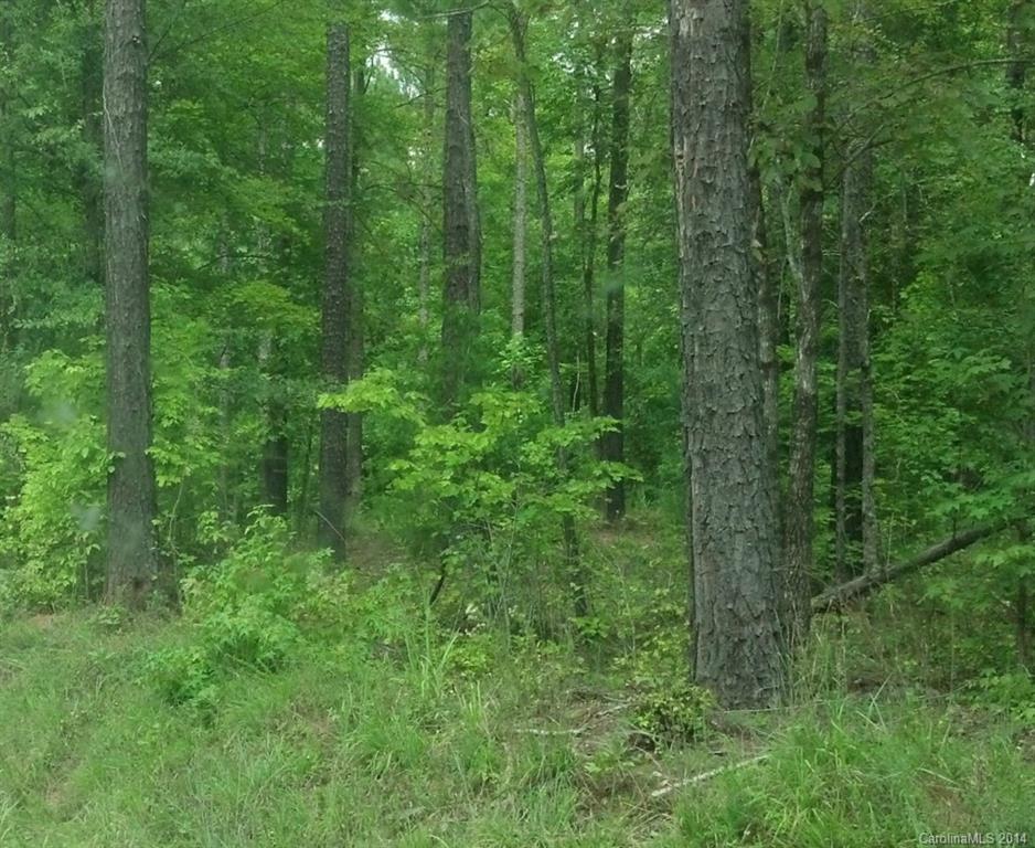 a view of a lush green forest