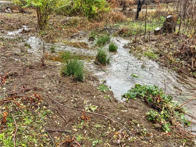 a close up of a plant in a garden
