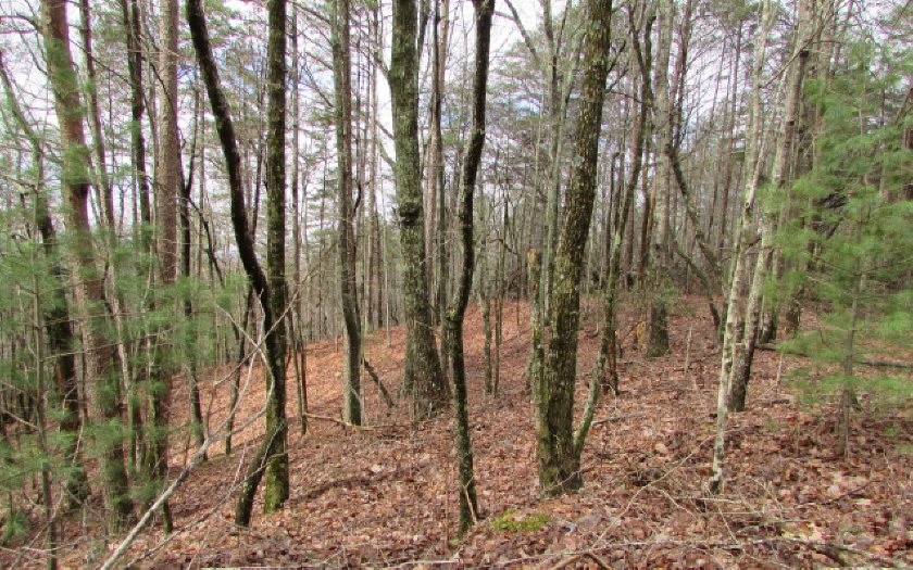 35 Firetower Road Jasper, GA 30143 - Photo 1 of 1 a view of outdoor space with lots of trees