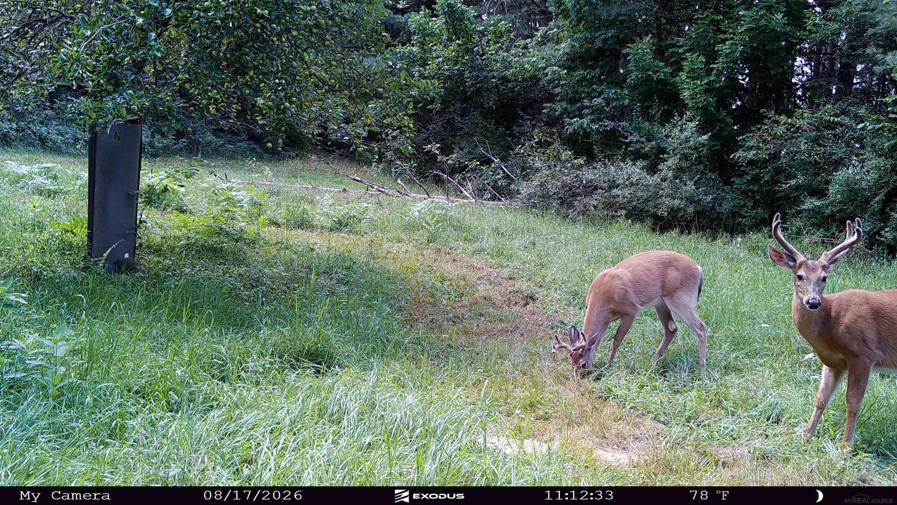 Xxx Emig Road Comins, MI 48619 - Photo 75 of 79 Gallery Image 75