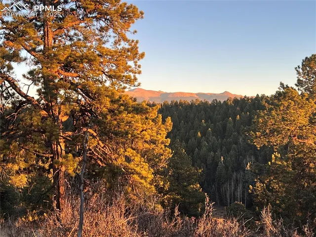 a view of a tree in a field