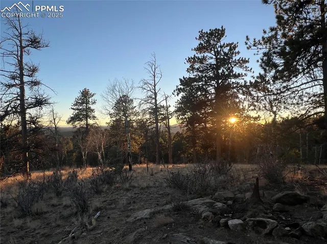 a view of a forest with a tree in the background