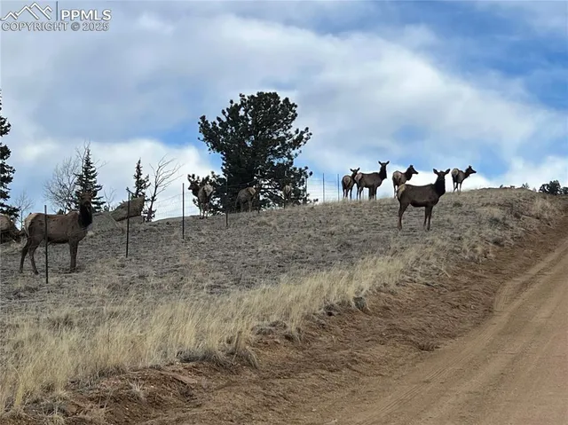 a view of a dry yard with trees and stairs