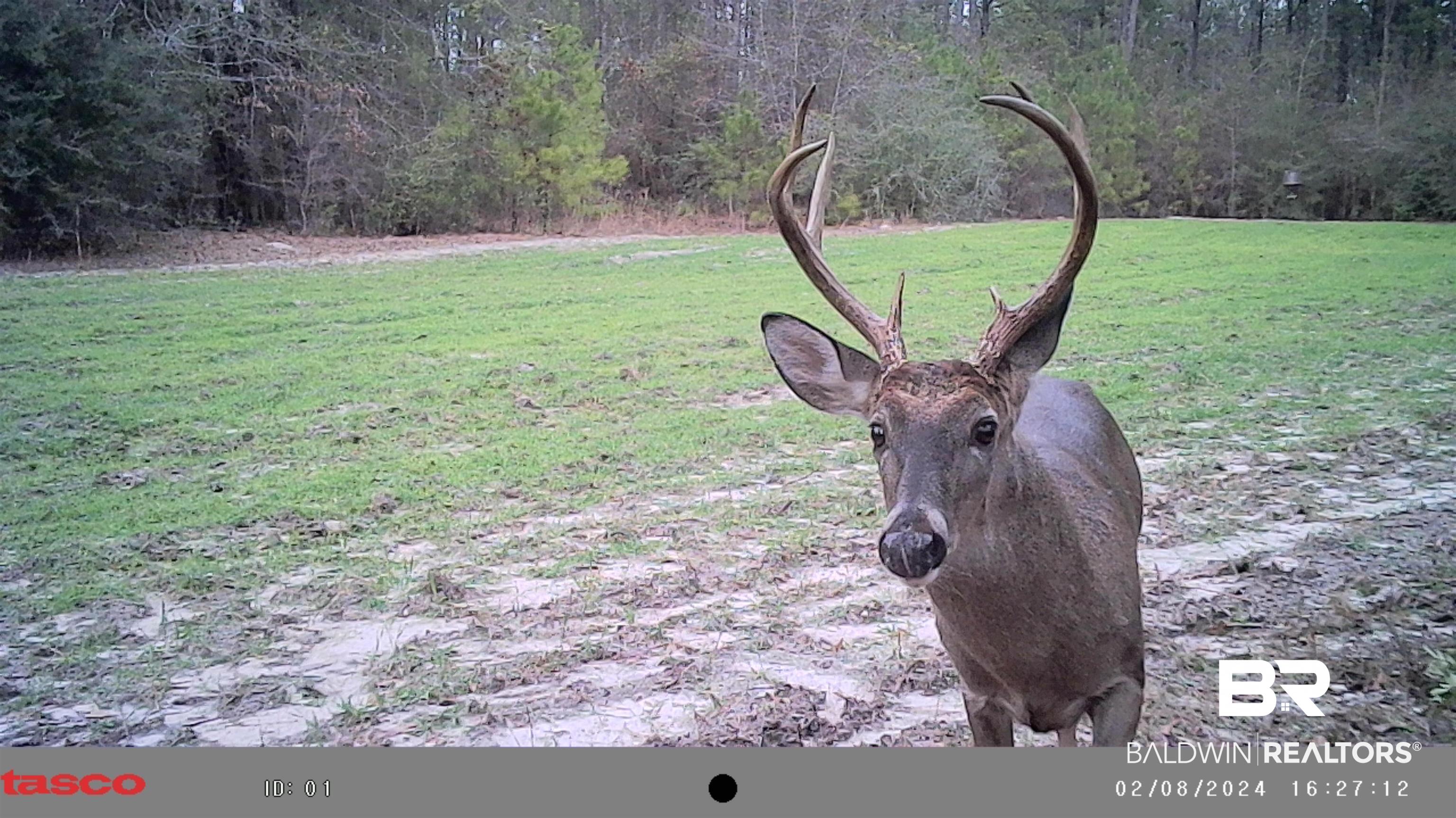 287 Green Road Castleberry, AL 36432 - Photo 50 of 53 View of yard