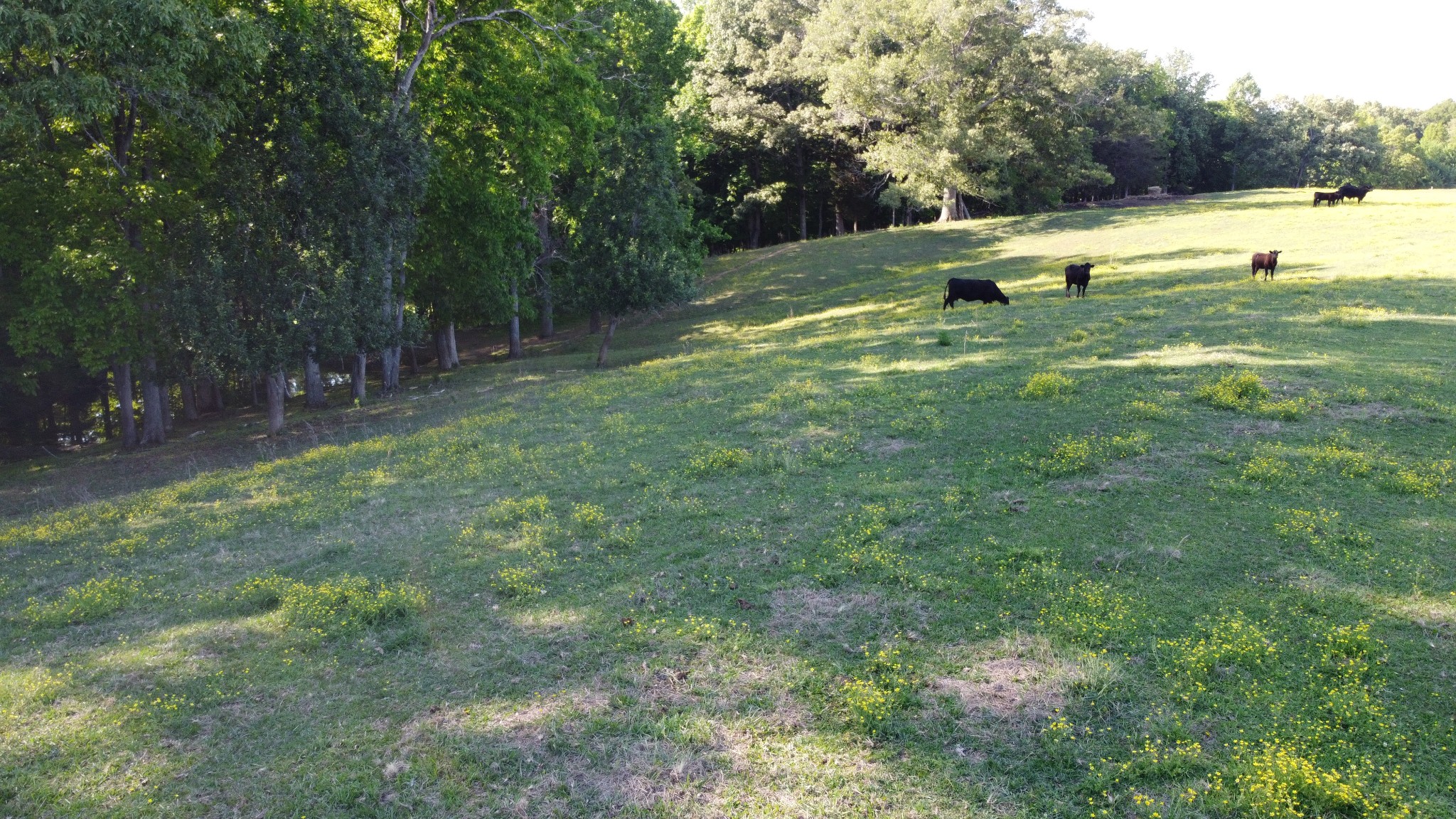 143 Griffintown Road Sparta, TN 38583 - Photo 33 of 35 a view of a park with large trees