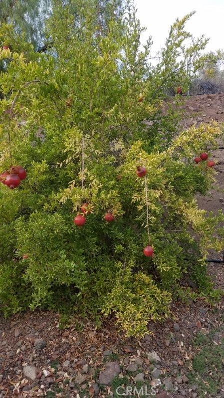 33150 Big Springs Road Acton, CA 93510 - Photo 25 of 48