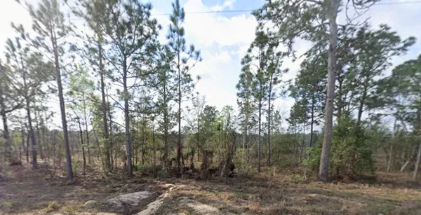 a view of a forest with trees in the background