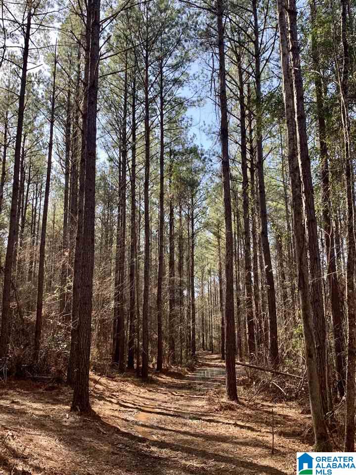 0 Donald Stewart Road, Unit 452 Marion, AL 36756 - Photo 1 of 29 Gallery Image 1