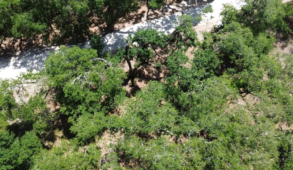 Turtle Street Dade City, FL 33523 - Photo 7 of 8 an aerial view of a forest with houses