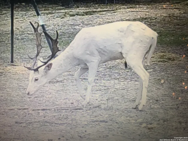 $475,000 | 3695 Rio Hondo Road, Tarpley, TX 78883