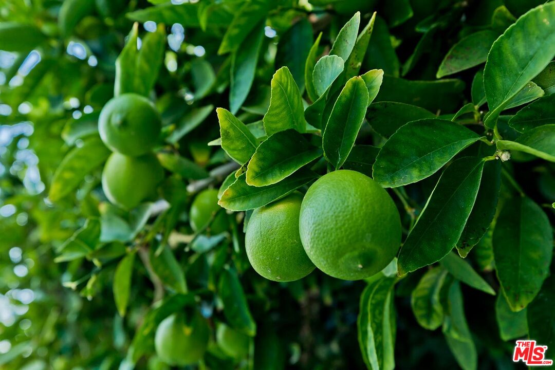 3389 Wrightview Place Studio City, CA 91604 - Photo 20 of 20 a green plant with lots of trees