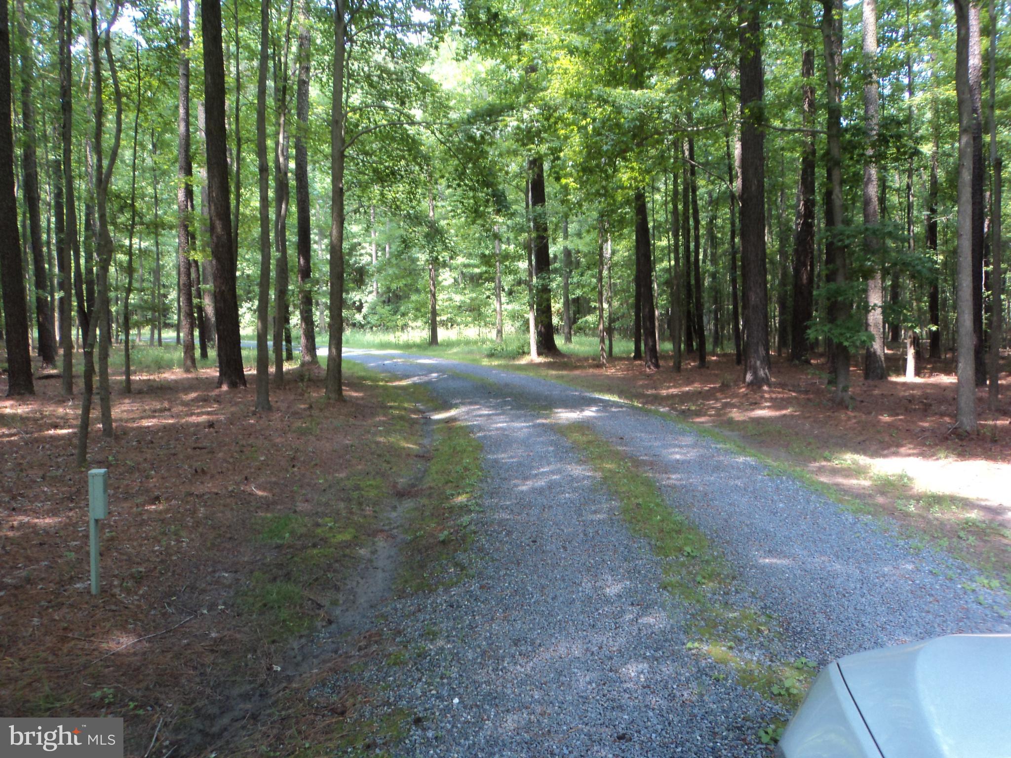 23452 Pine Point Road, Unit 23452 Bozman, MD 21612 - Photo 13 of 30 "S' shaped driveway through woodland