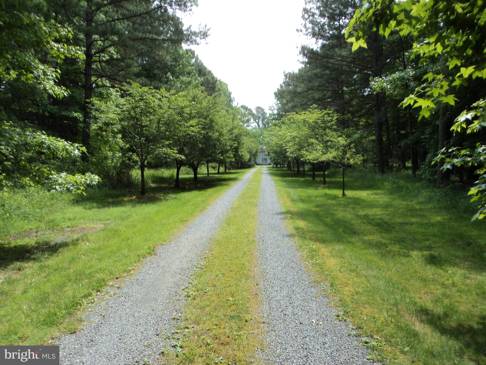 23452 Pine Point Road, Unit 23452 Bozman, MD 21612 - Photo 14 of 30 avenue lined with flowering crabapple trees
