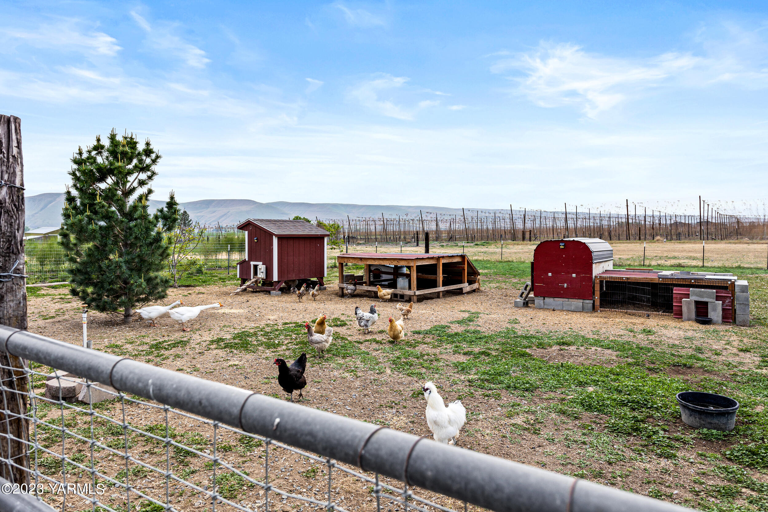 245 West Huntzinger Road Selah, WA 98942 - Photo 29 of 54 Farm Fresh Eggs!