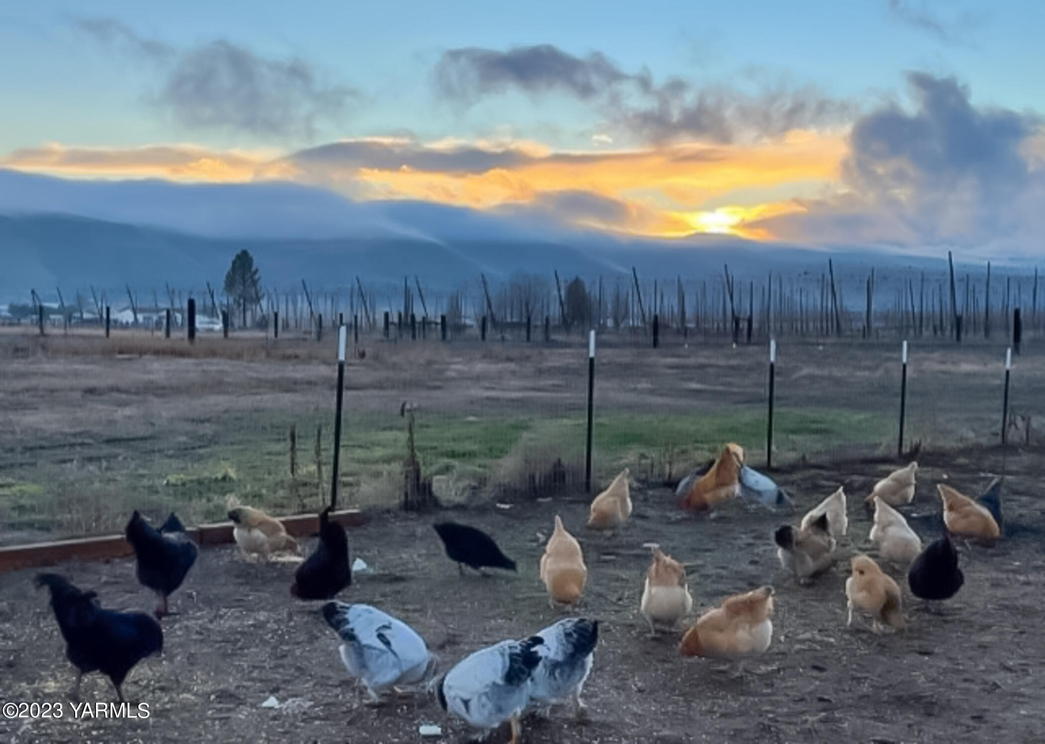 245 West Huntzinger Road Selah, WA 98942 - Photo 47 of 54 a view of a backyard with plants and a patio