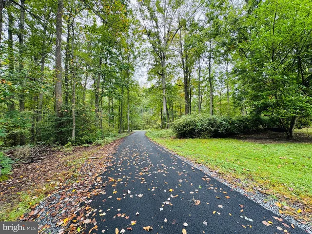 a view of a yard with plants and large trees