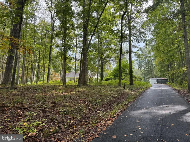 a view of a forest with trees