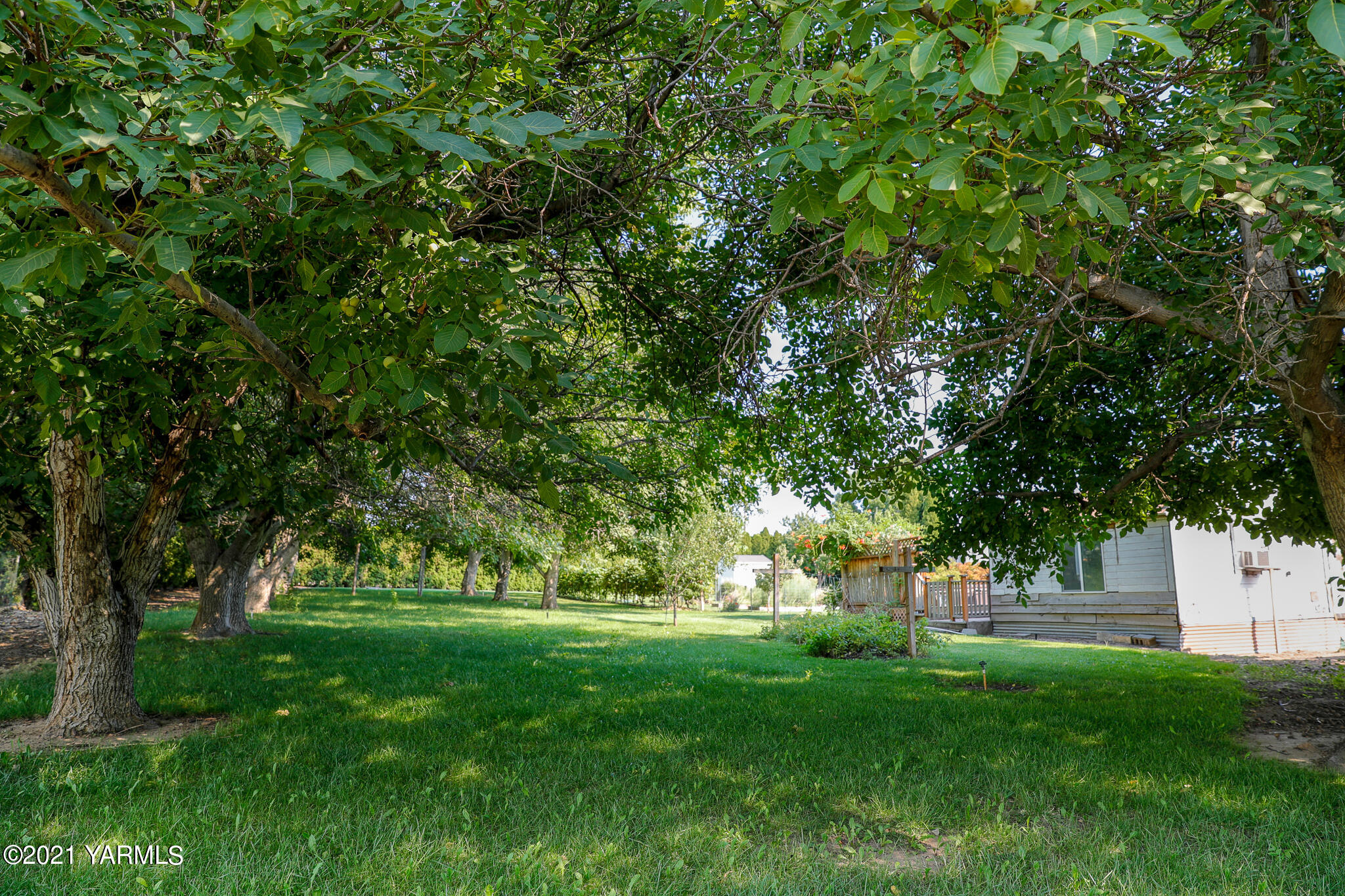 340 Beane Road Moxee, WA 98936 - Photo 23 of 30 a huge green field with lots of trees