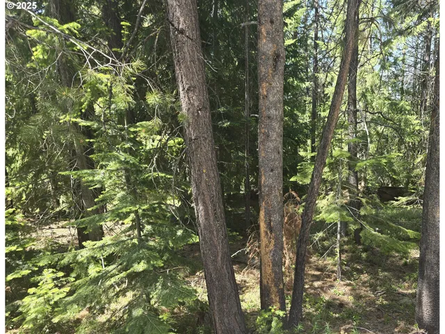 a view of a tree in a forest