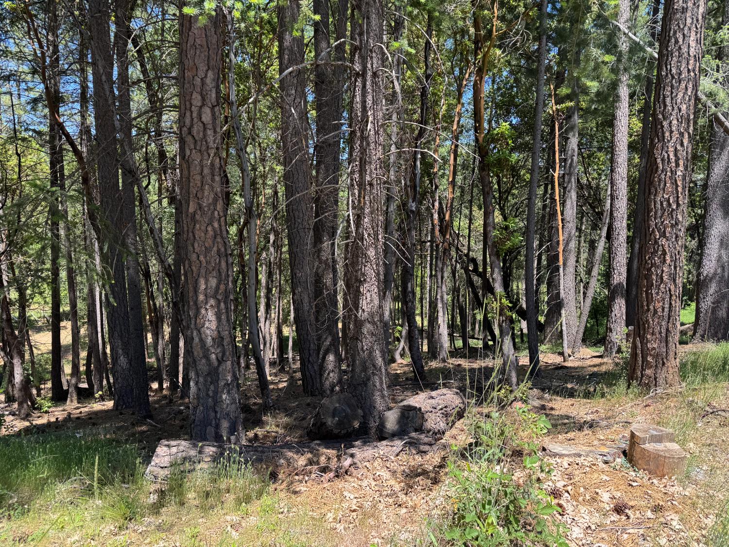 20955 Todd Valley Road Foresthill, CA 95631 - Photo 2 of 6 a view of swimming pool with a trees