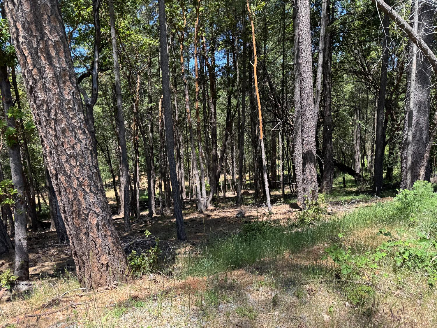 20955 Todd Valley Road Foresthill, CA 95631 - Photo 3 of 6 a view of outdoor space with trees