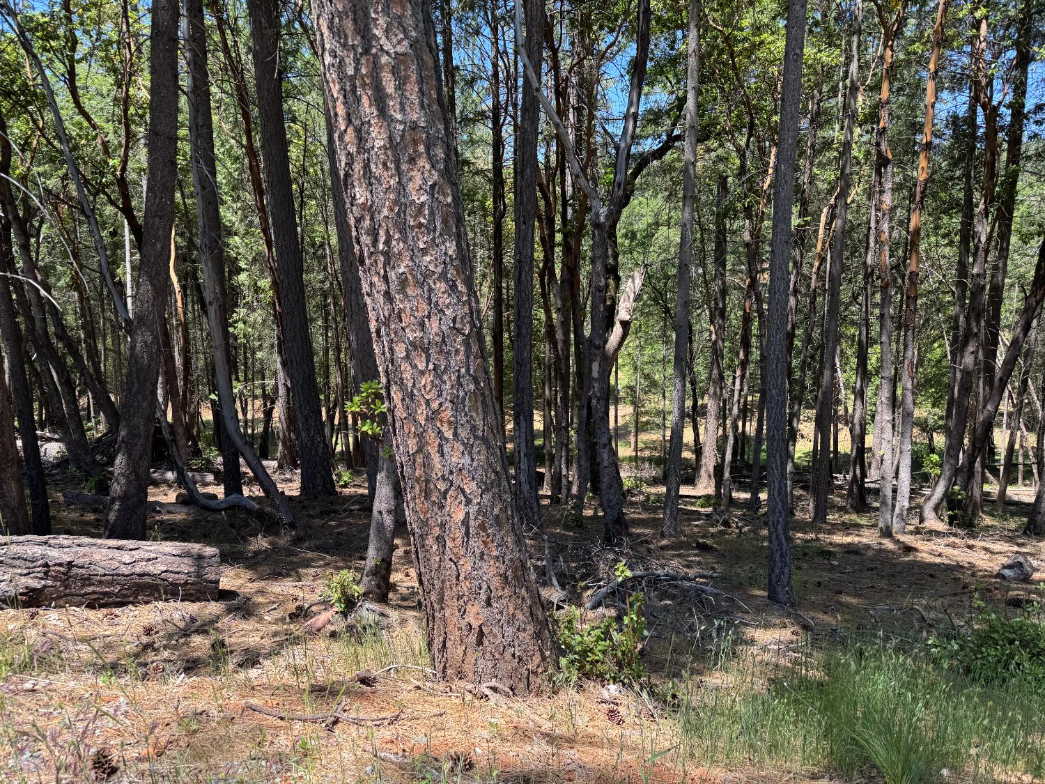 20955 Todd Valley Road Foresthill, CA 95631 - Photo 4 of 6 a view of outdoor space with yard