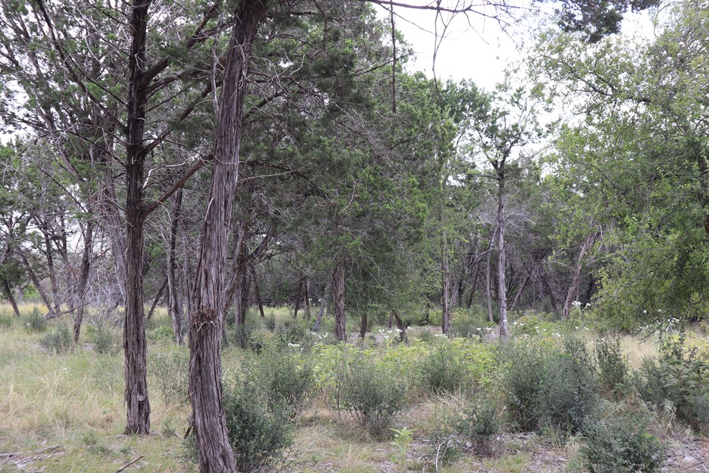 0 English Crossing Road Bandera, TX 78003 - Photo 7 of 11 a view of a forest filled with trees