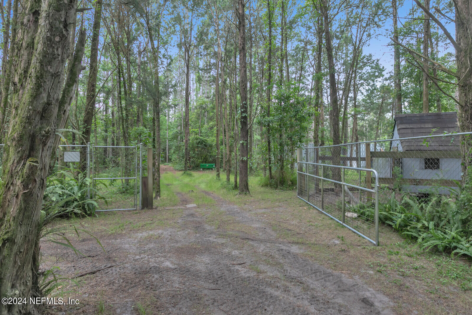 6695 Highway 16 St. Augustine, FL 32092 - Photo 39 of 46 a view of a forest with plants and trees