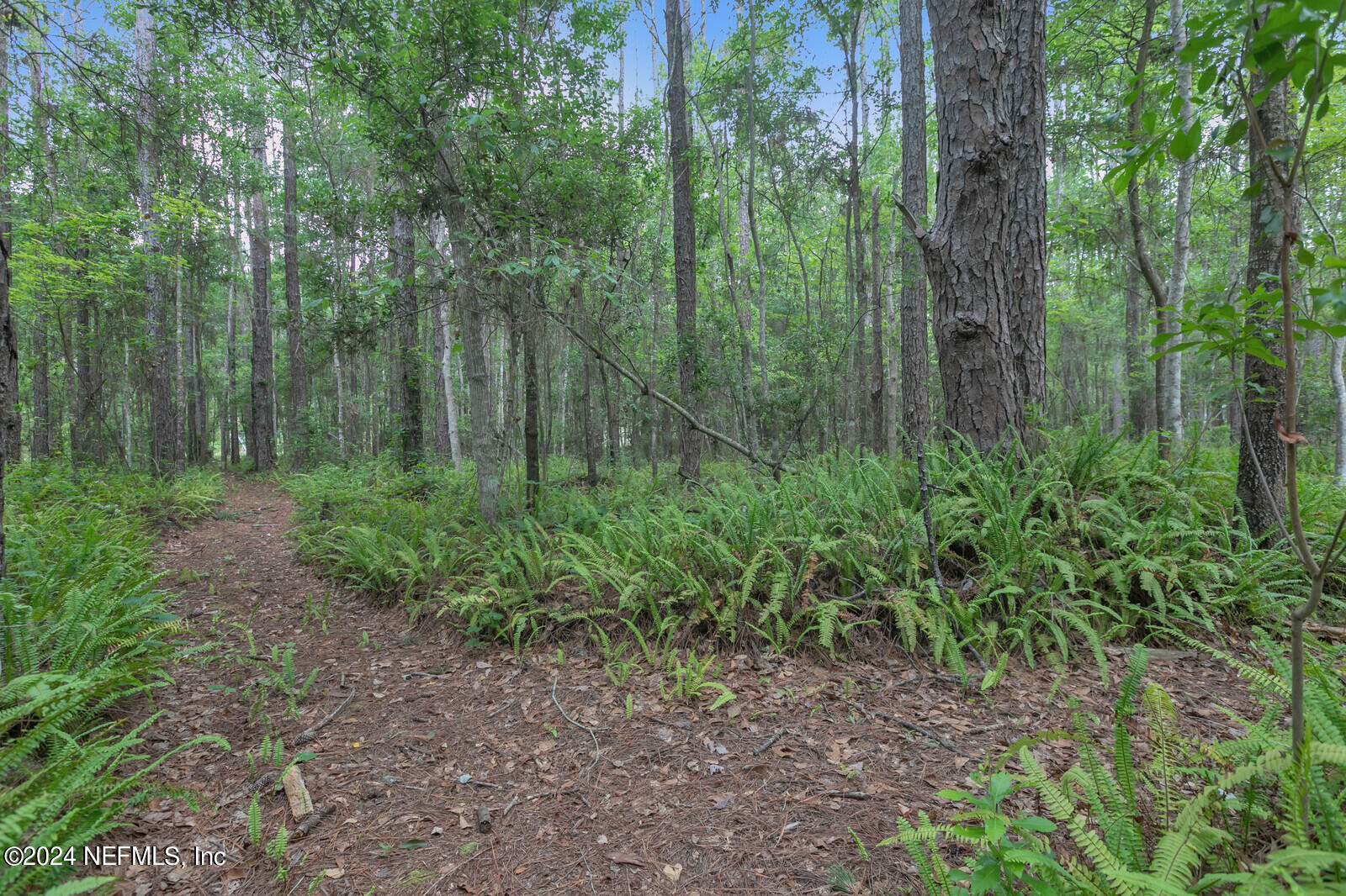 6695 Highway 16 St. Augustine, FL 32092 - Photo 41 of 46 a view of a forest with trees