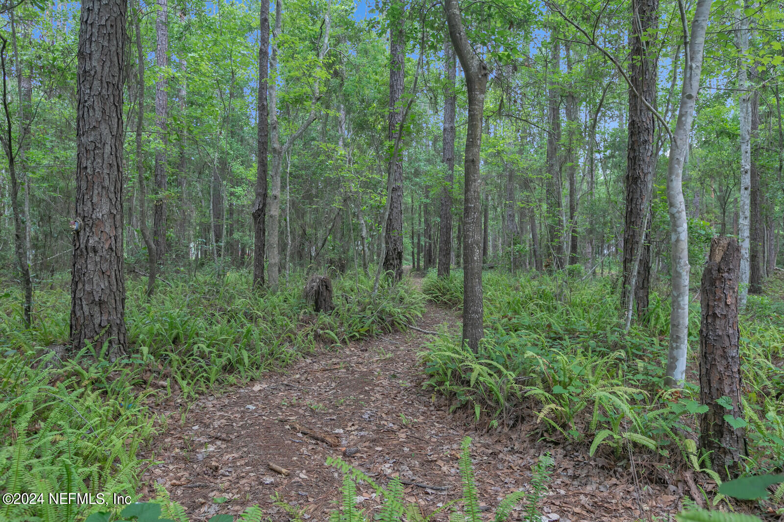 6695 Highway 16 St. Augustine, FL 32092 - Photo 42 of 46 a view of a lush green forest