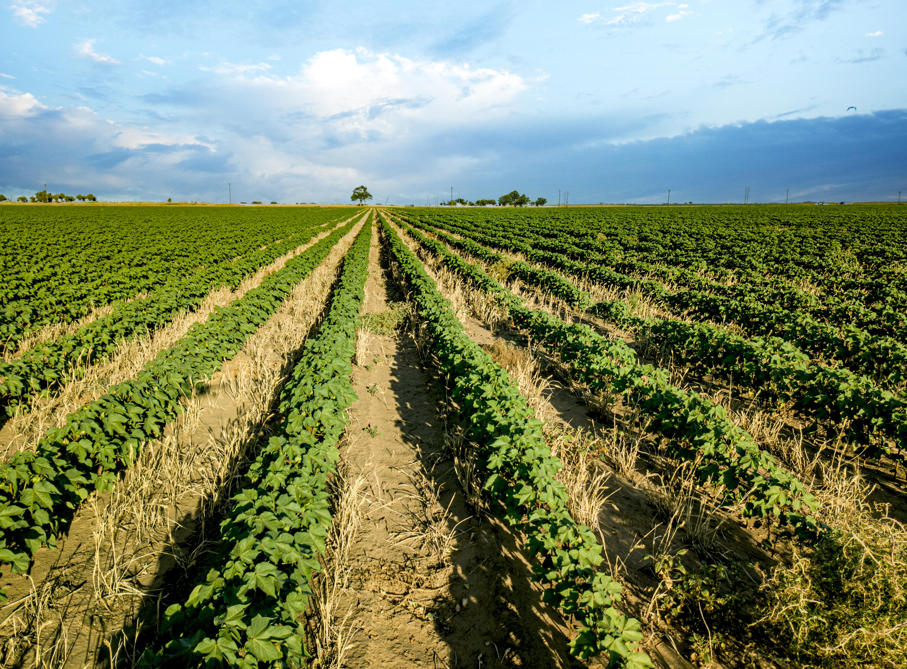 168 Fm Ropesville, TX 79358 - Photo 2 of 17 a view of an ocean