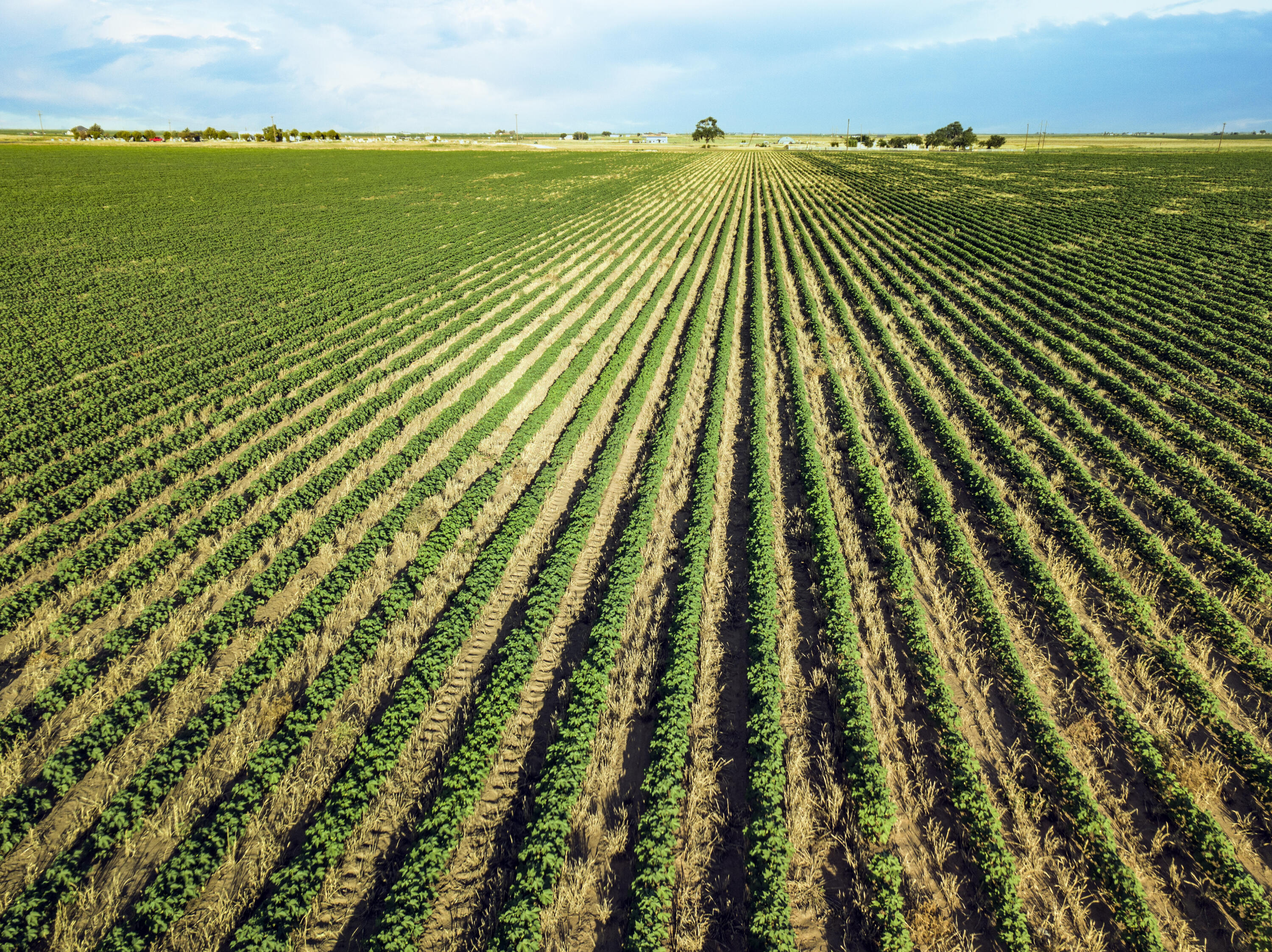 168 Fm Ropesville, TX 79358 - Photo 5 of 17 a view of outdoor space with swimming pool and trees