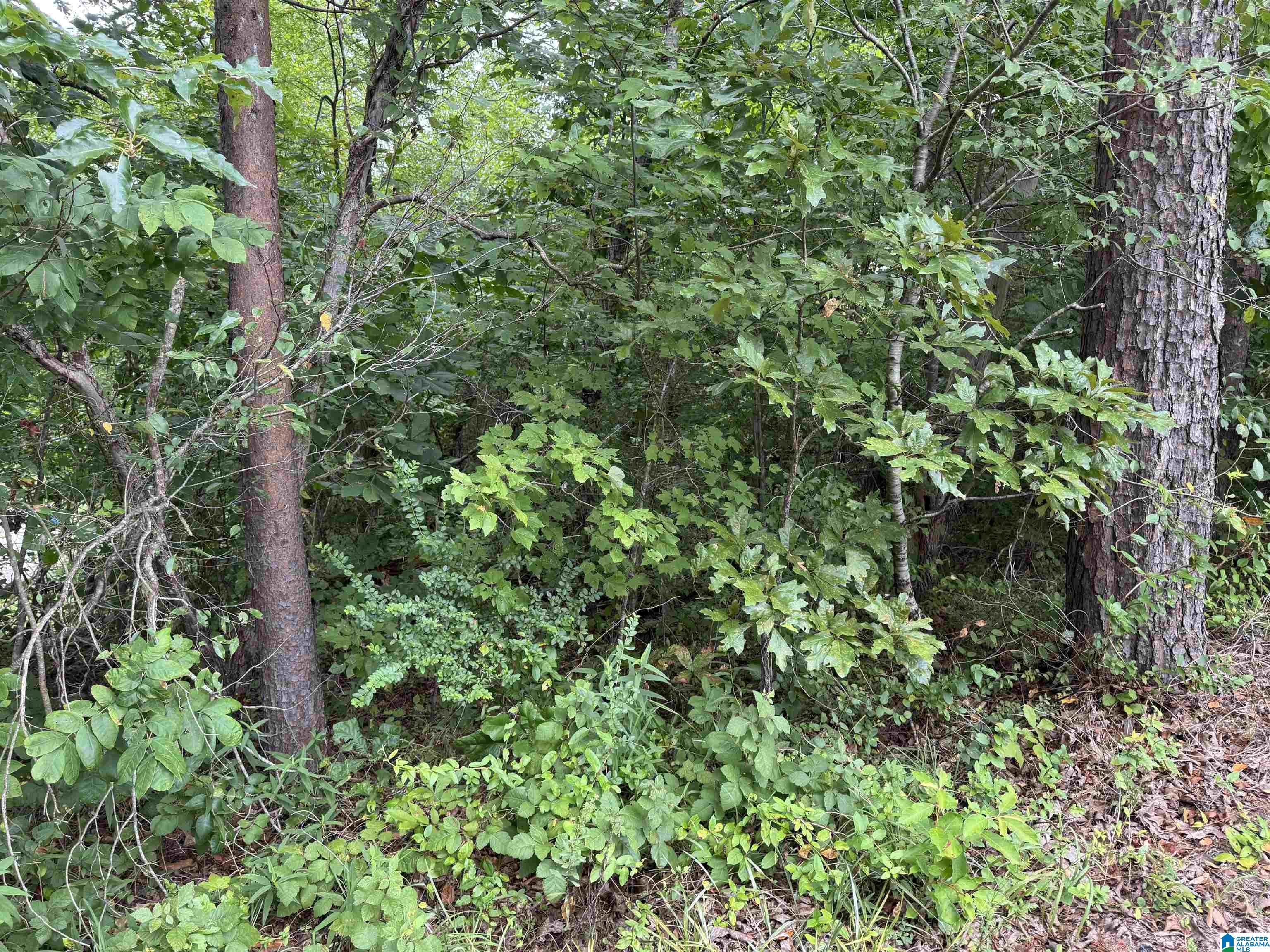 Overlook Point, Unit 1 Sumiton, AL 35148 - Photo 8 of 9