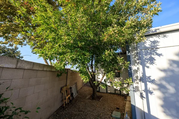 a view of a yard with a tree