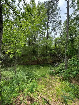 a view of a lush green forest