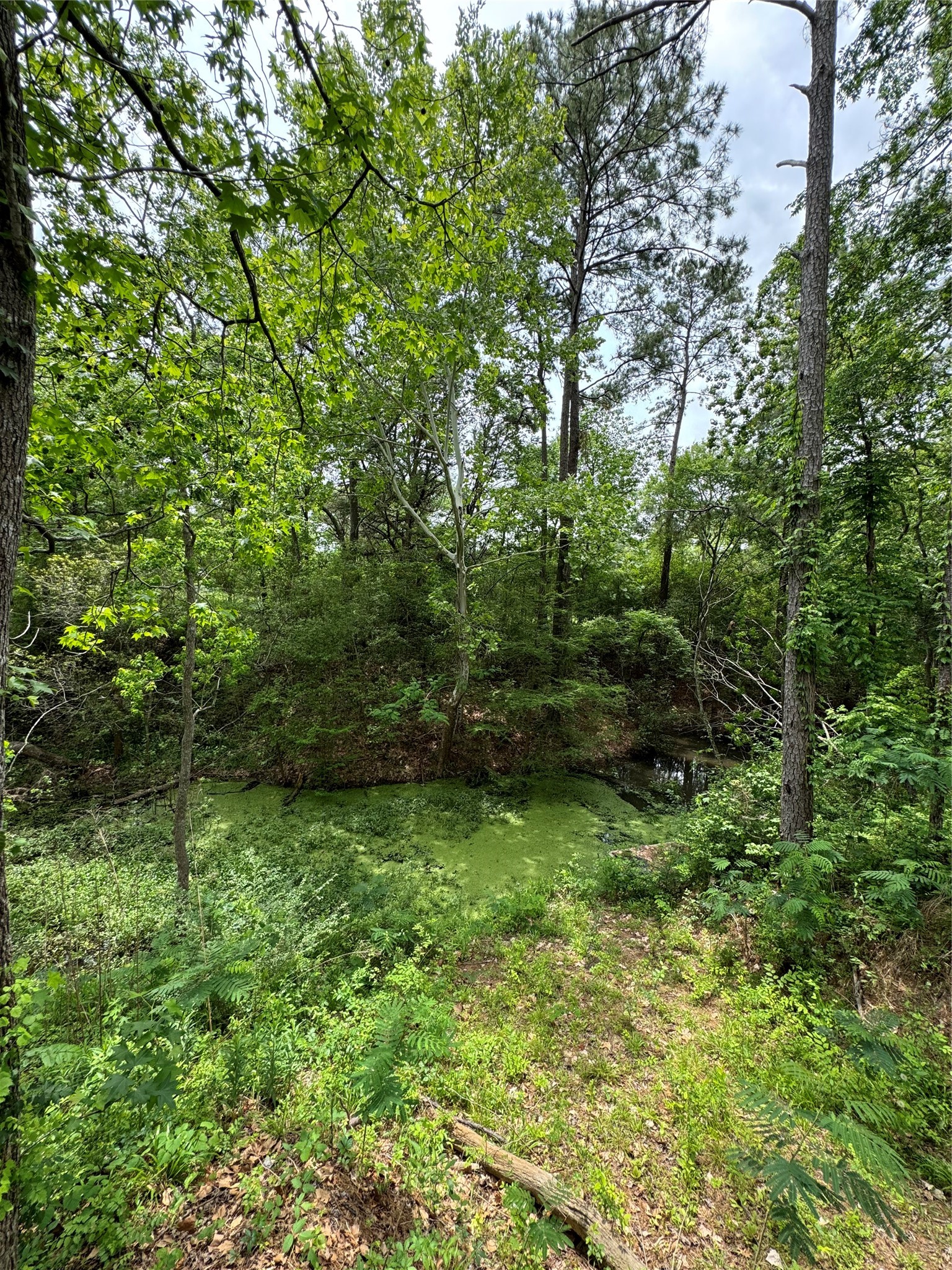 122 Barbil Lane Houston, TX 77336 - Photo 2 of 5 a view of a lush green forest