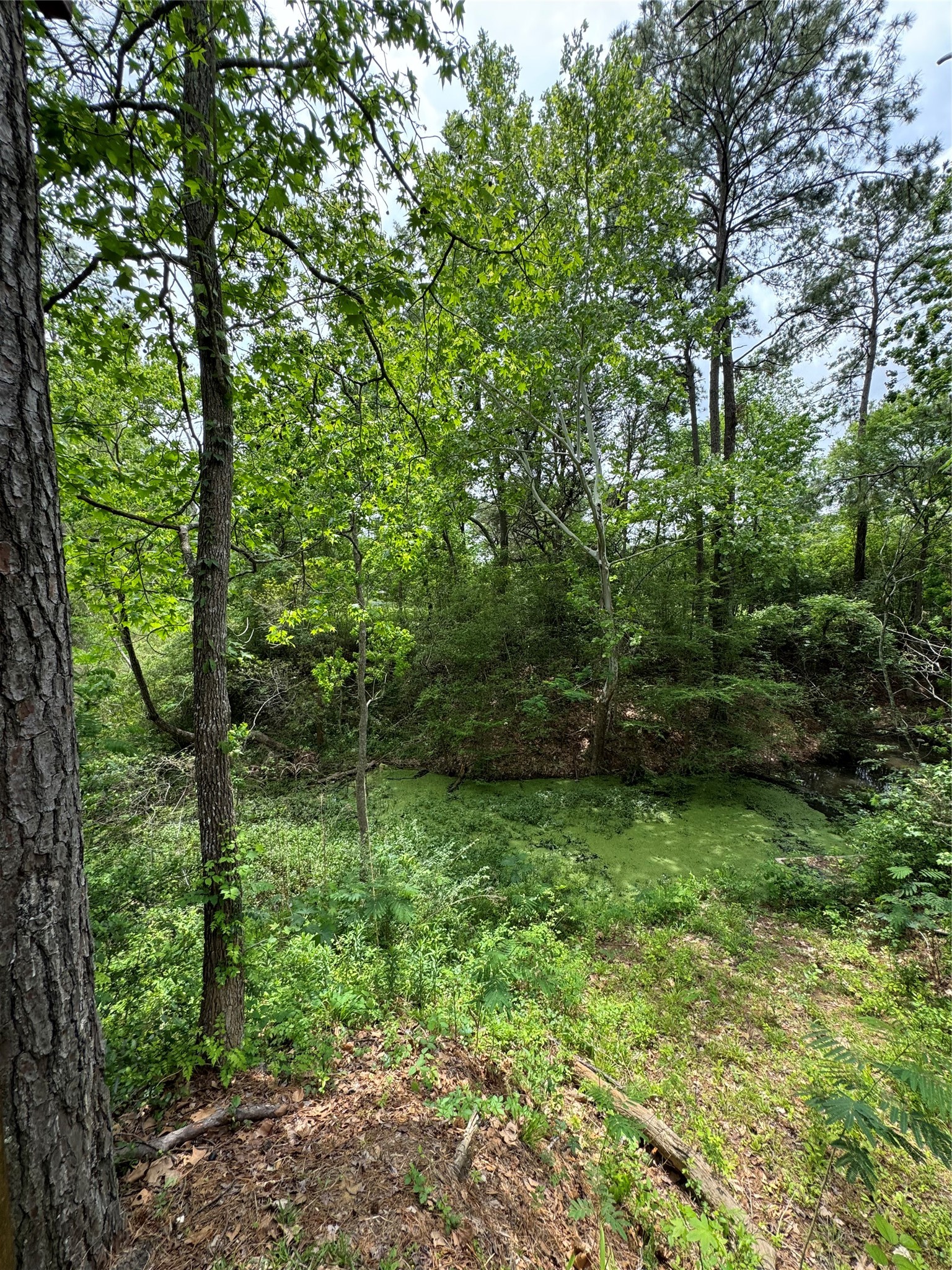 122 Barbil Lane Houston, TX 77336 - Photo 4 of 5 a view of a garden