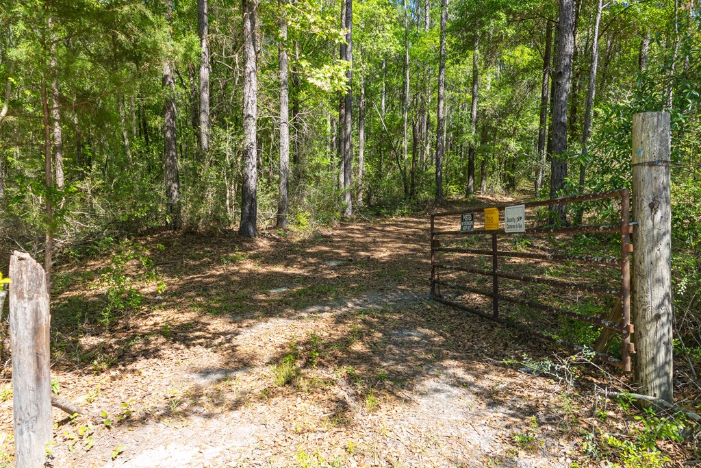 165-acres Harrison Road Kinston, AL 36453 - Photo 2 of 26