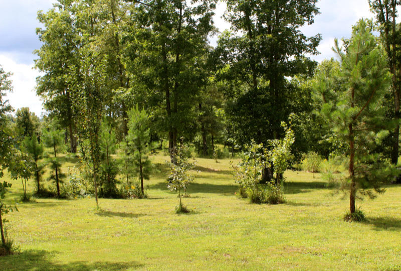 708 Rockview Road Jamestown, TN 38556 - Photo 3 of 40 IMG_4401_800x542