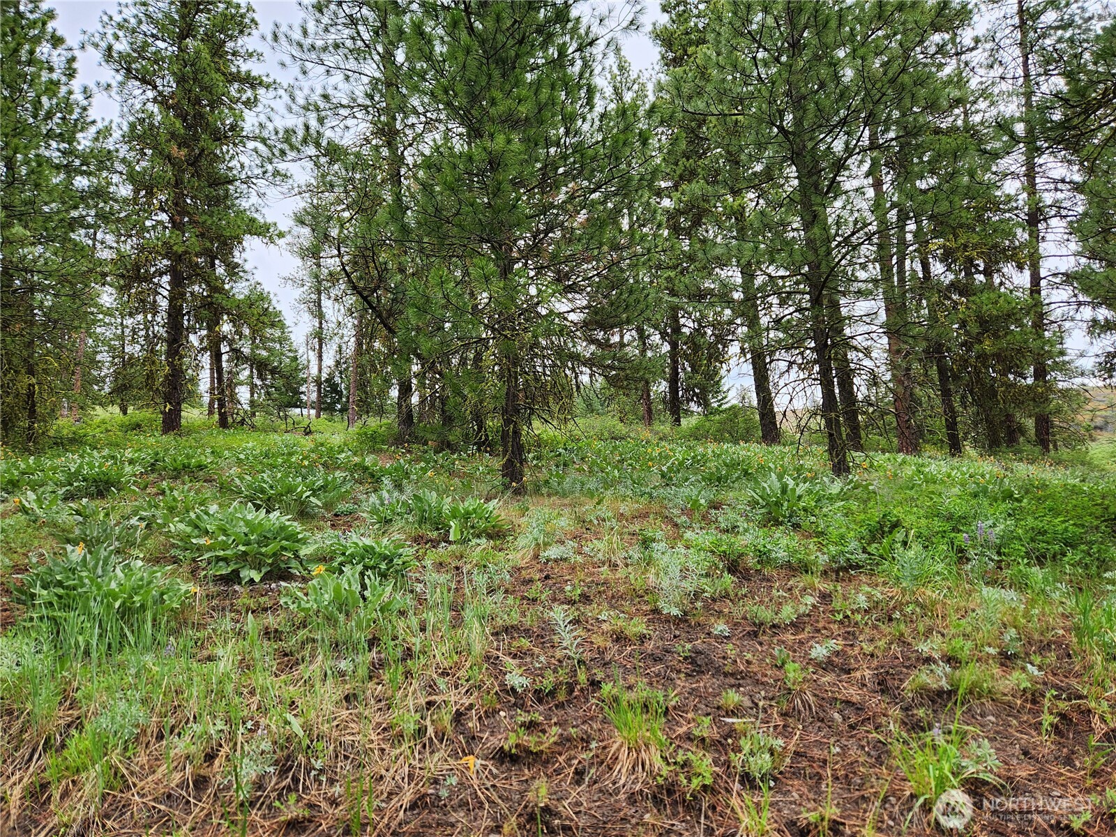 74-75 Gold Mt Road Republic, WA 99166 - Photo 18 of 25 a big yard with lots of green space and deers