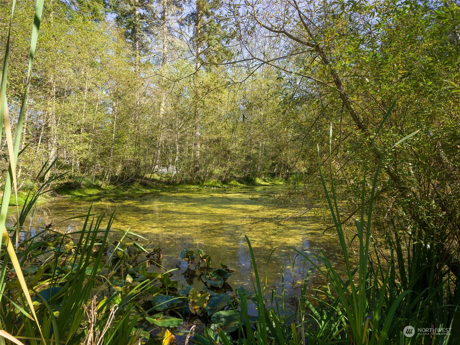165 Sunrise Road Lopez Island, WA 98261 - Photo 8 of 12 a view of a yard with a tree