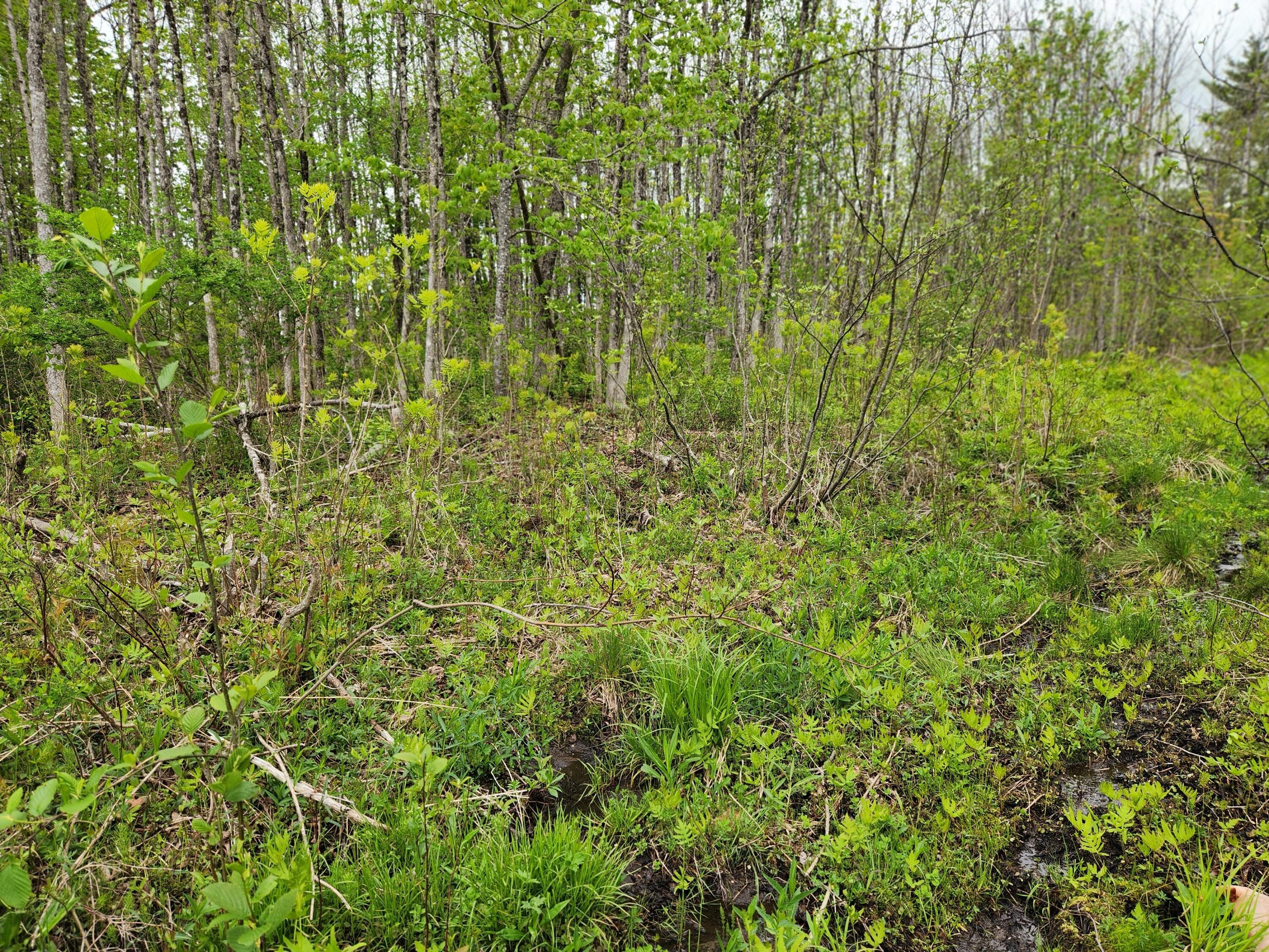 510 Dexter Road Garland, ME 04939 - Photo 25 of 34 20250521_090517