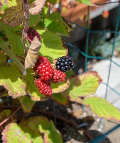 $2,750,000 | 3715 Hitchcock Ranch Road, Santa Barbara, CA 93105