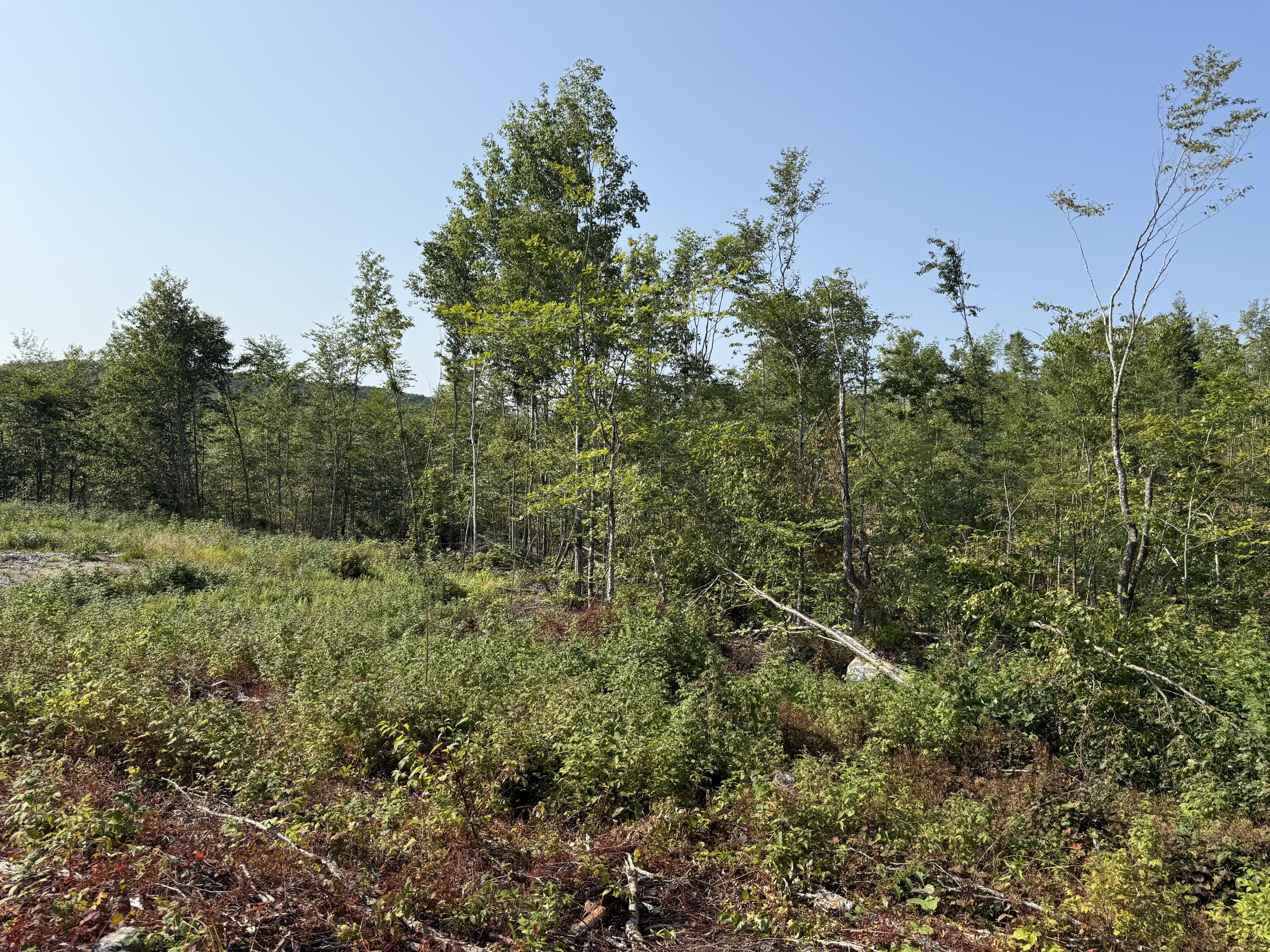 Tbd Tbd Oak Mt Road Springfield, ME 04487 - Photo 3 of 9 IMG_8574